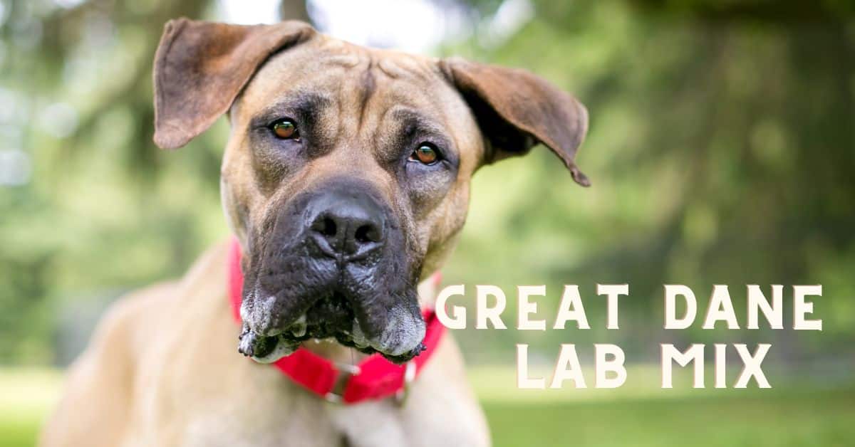 Great Dane Lab Mix Should You Get This Gentle Giant Labradane?
