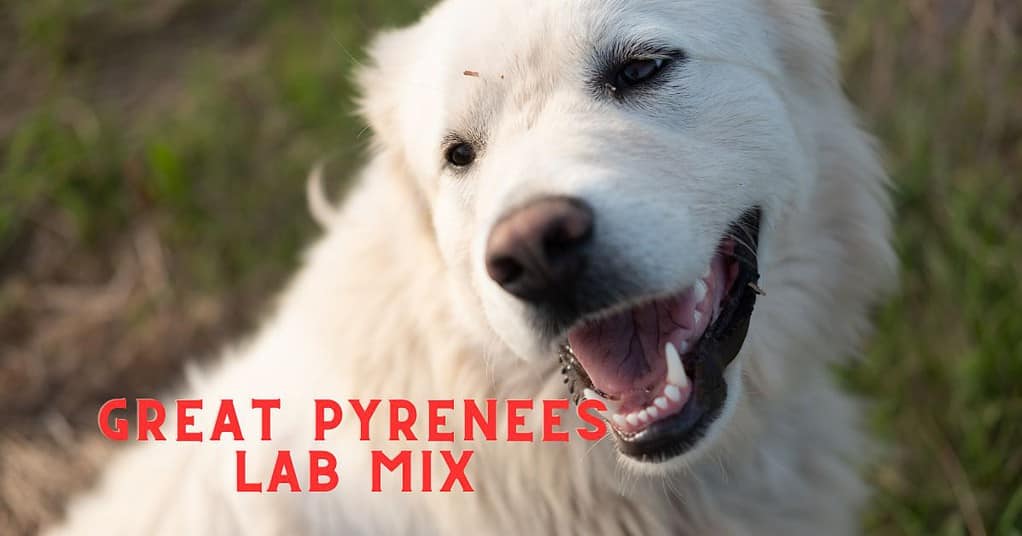 great pyrenees lab mix