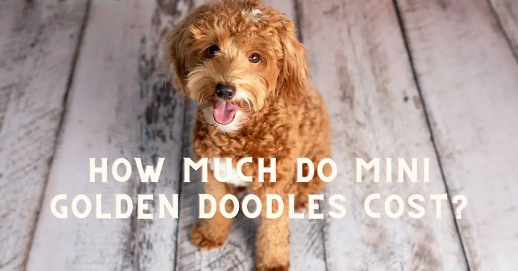 how much do mini golden doodles cost
