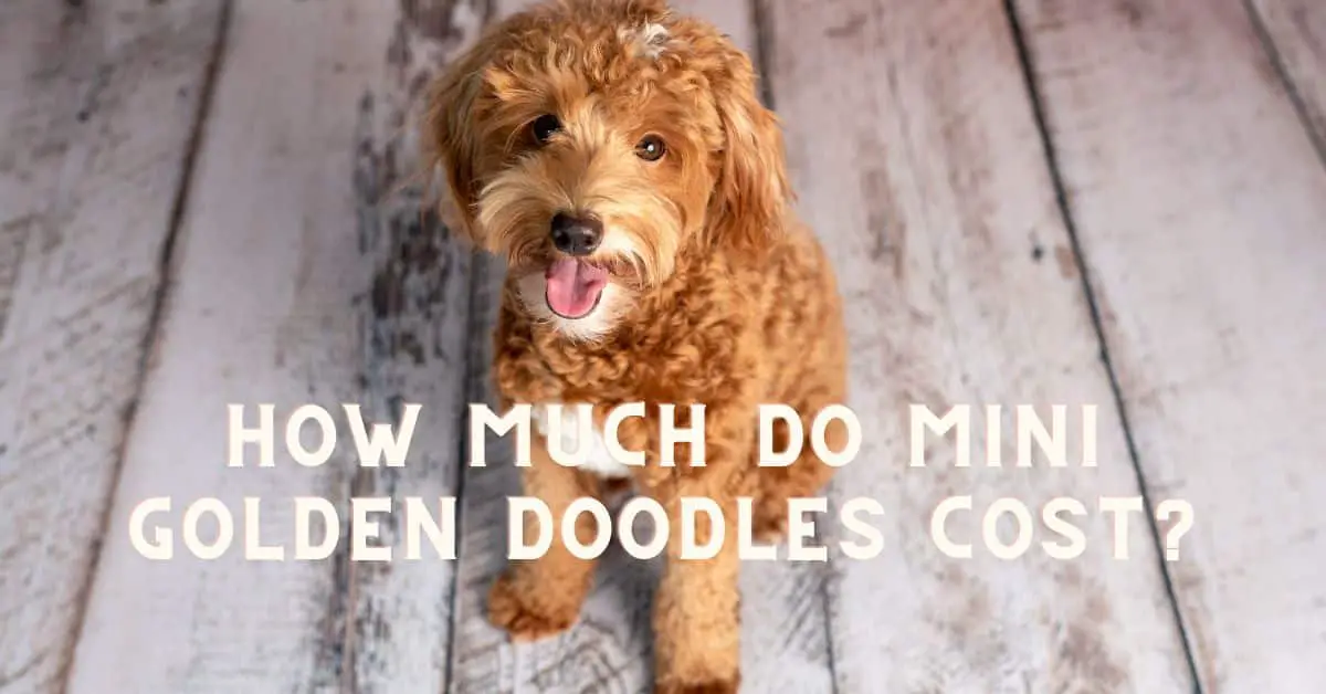 how-much-do-mini-goldendoodles-cost