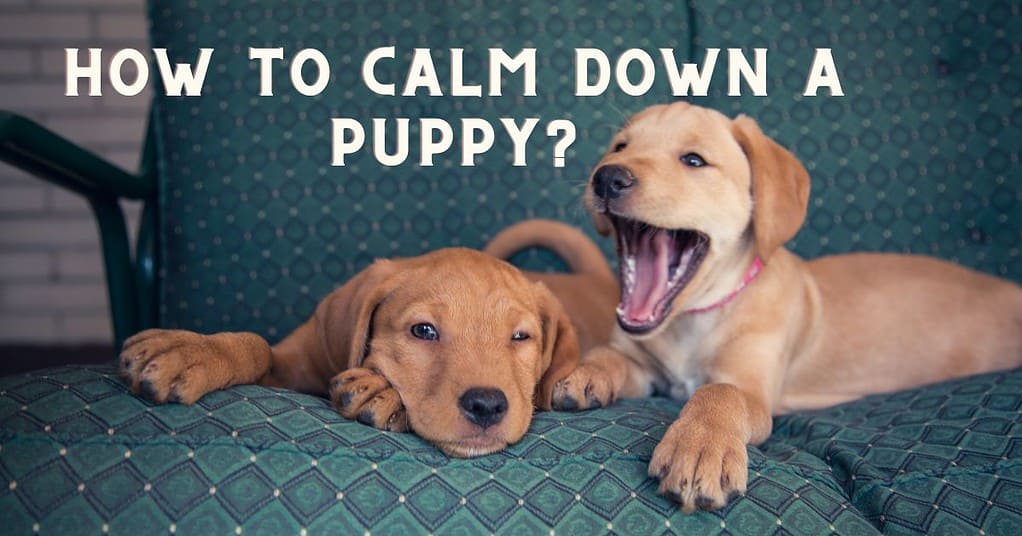 how to calm down a puppy
