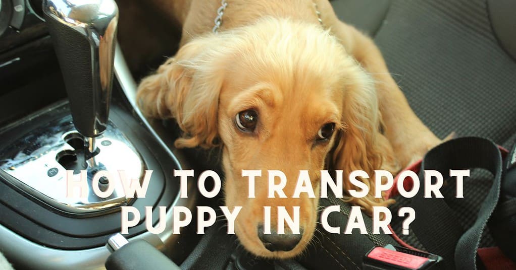 how to transport puppy in car