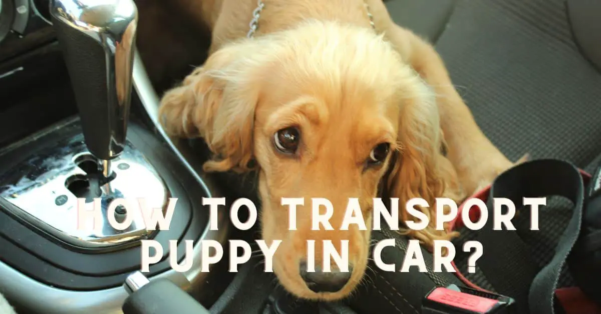 How To Transport Puppy In Car 9 MustKnow Tips