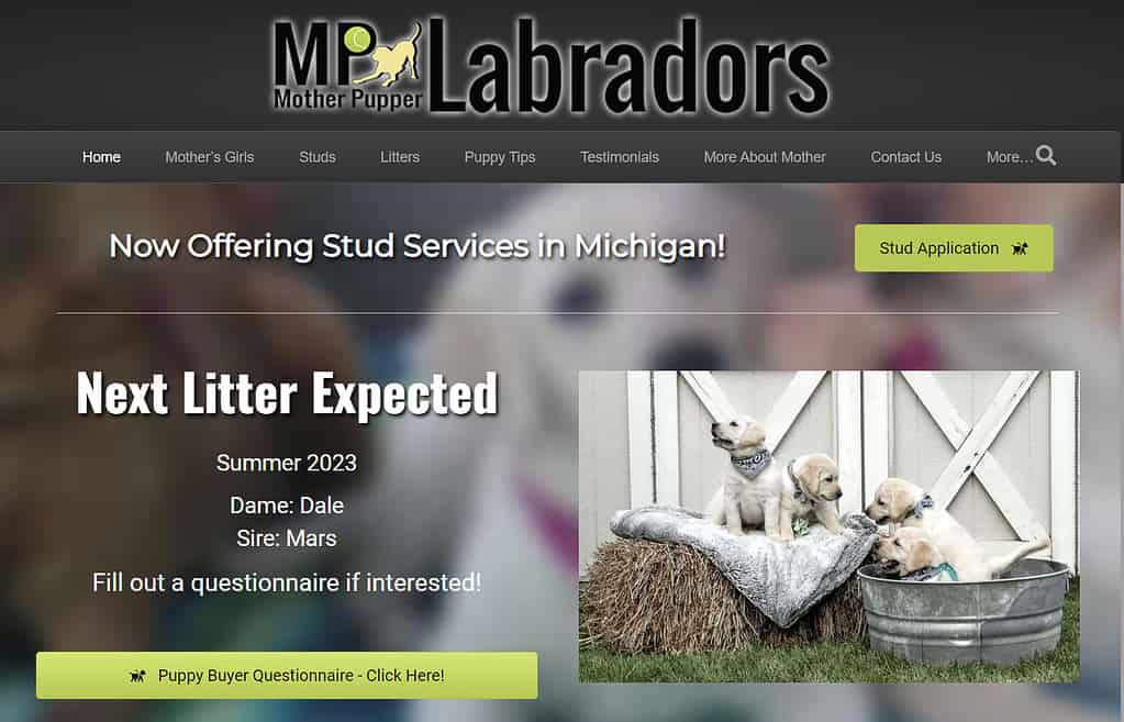 labrador retriever breeders michigan