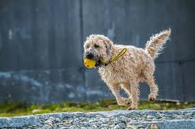 australian labradoodle vs labradoodle