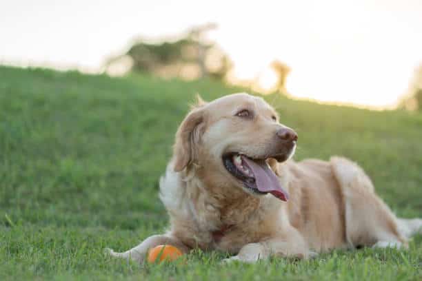 can dogs have oranges