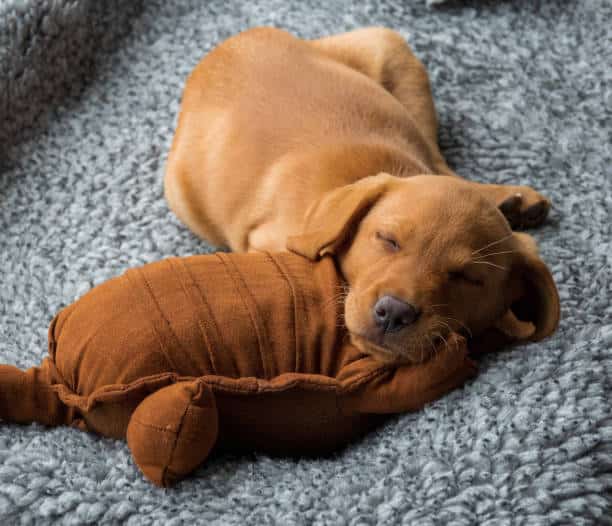 red fox labrador pups