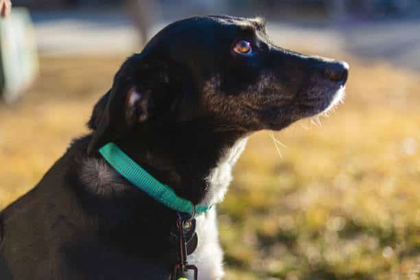 black lab shepherd mix