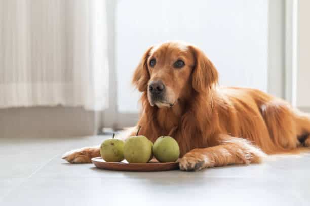 are pears safe for dogs?
