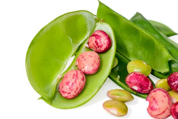 green bean diet for dogs