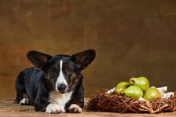 can dogs eat pears