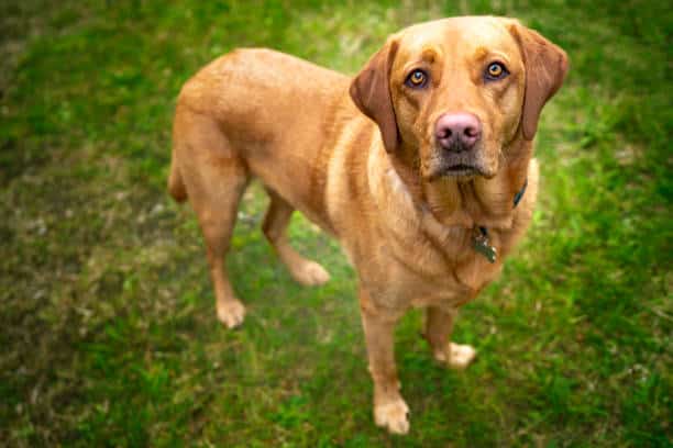 english labrador red