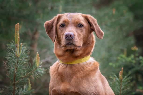 labrador retriever red