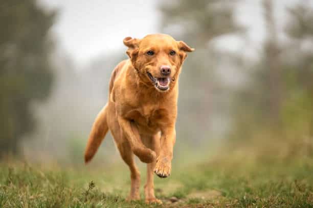 red english labrador