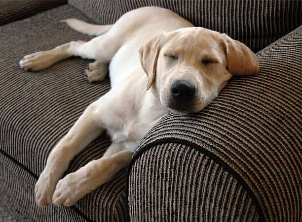 yellow labrador retriever