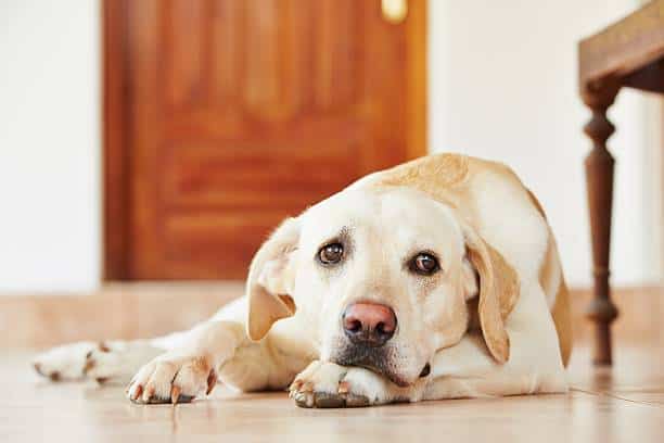 yellow lab breed standard