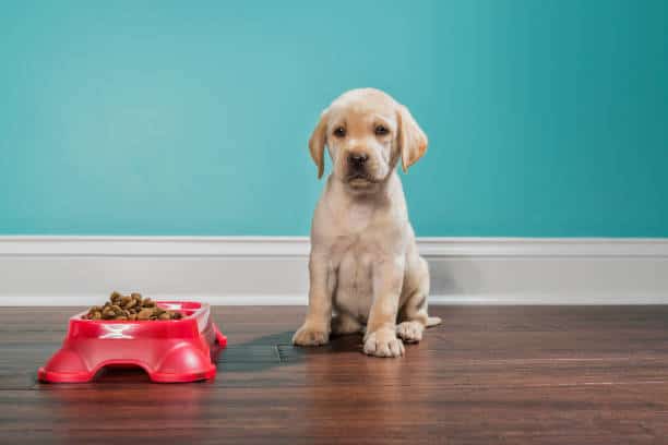 yellow lab