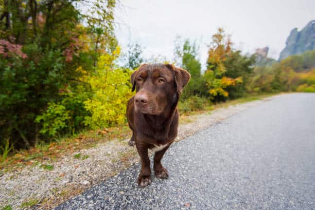 reddish labrador