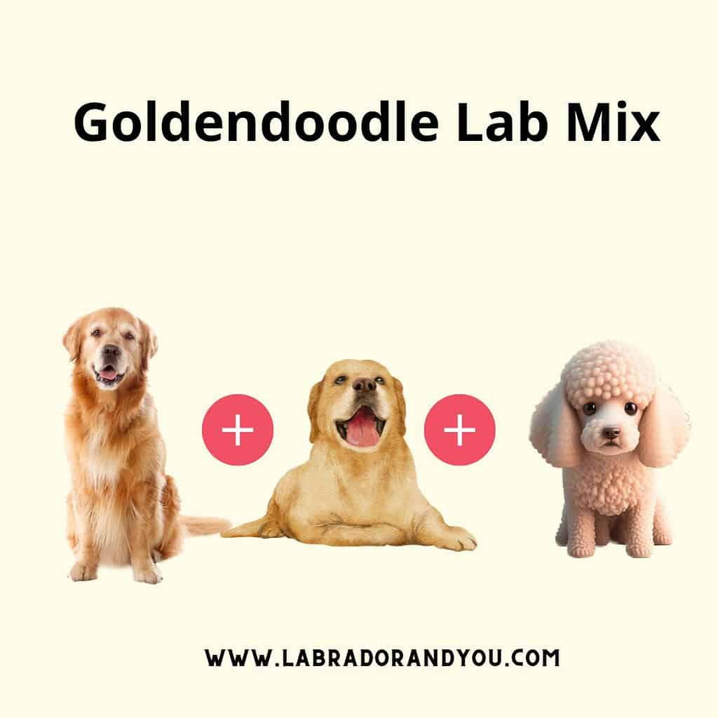 lab and goldendoodle mix