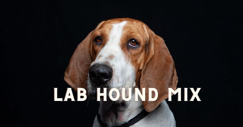 lab hound mix