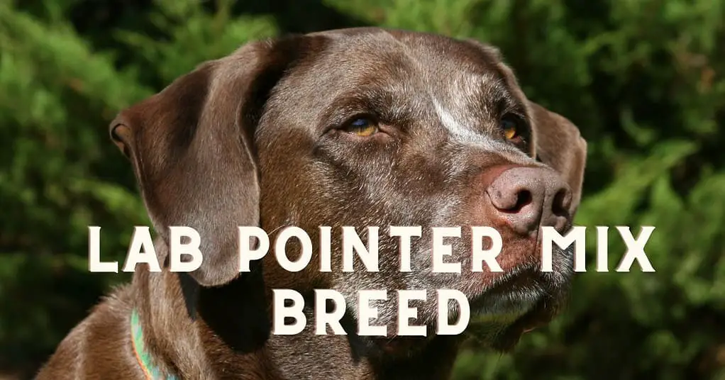 lab pointer mix breed