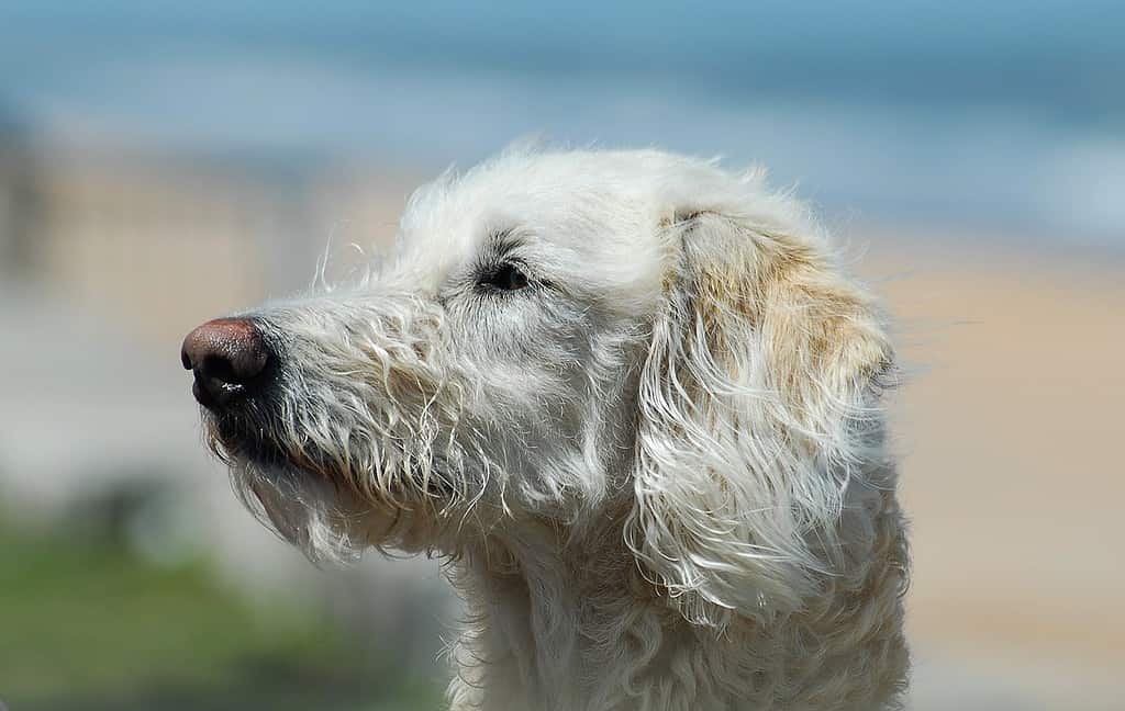 golden doodle and lab mix