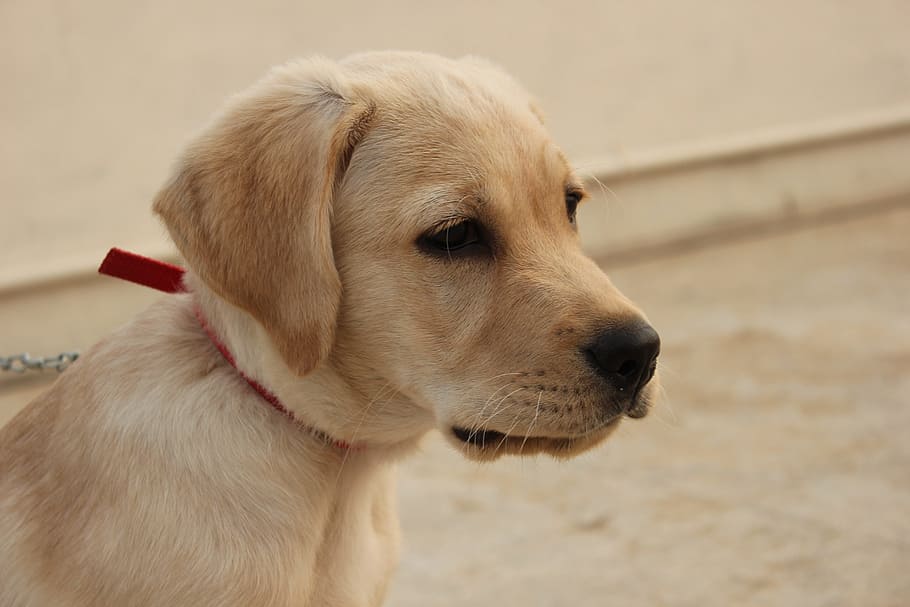  english lab breeders massachusetts