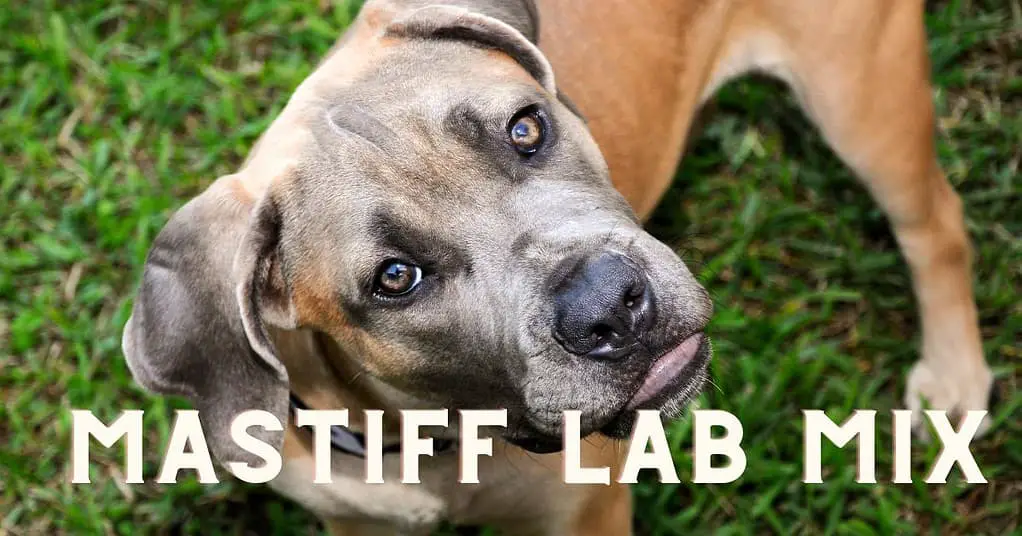 mastiff lab mix