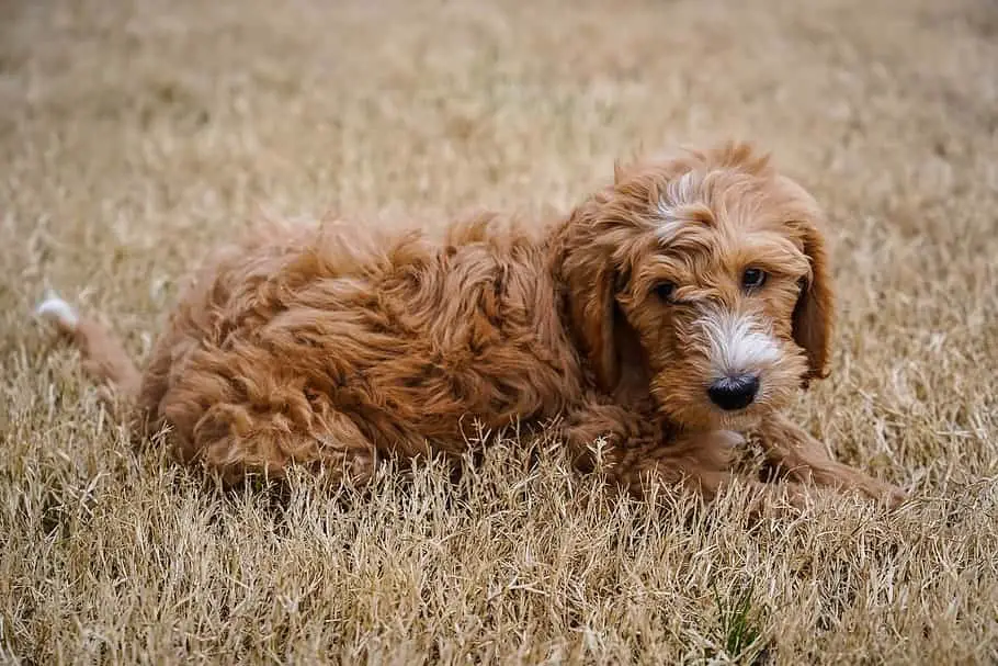 lab golden doodle mix