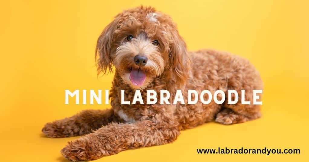 mini labradoodle