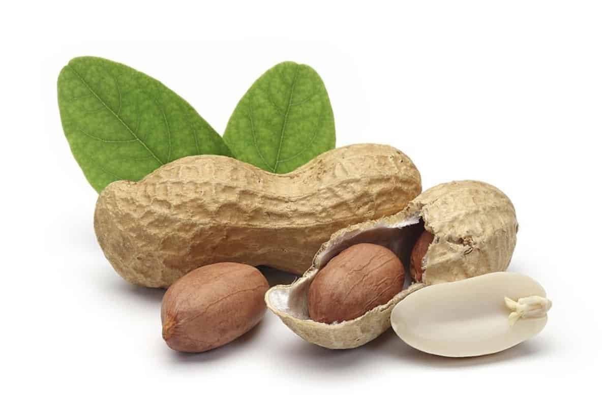 Can Dogs Eat Peanuts & Peanut Butter?