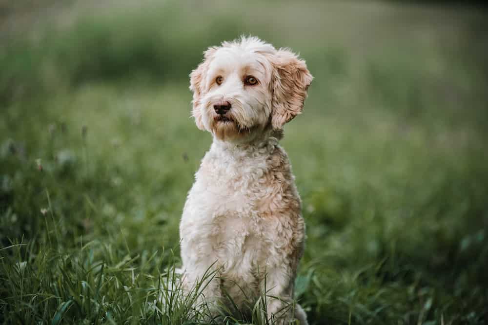 australian labradoodle