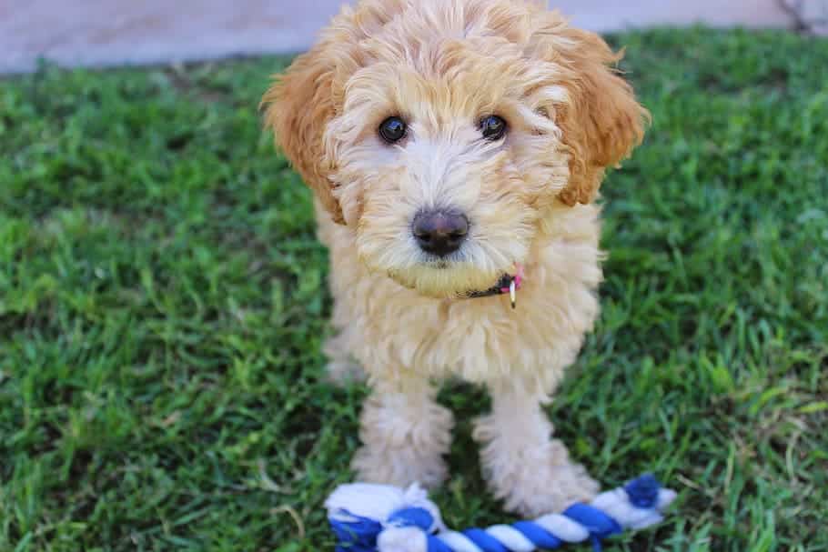 cost of a mini goldendoodle