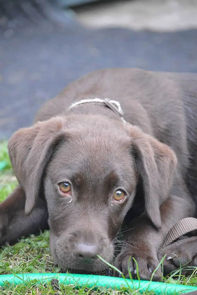 lab breeders in ma