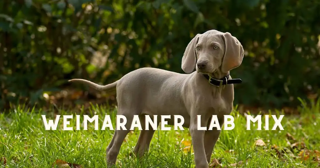 weimaraner lab mix