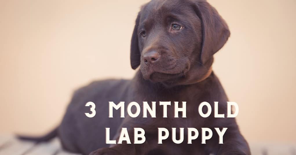 3 month old lab puppy