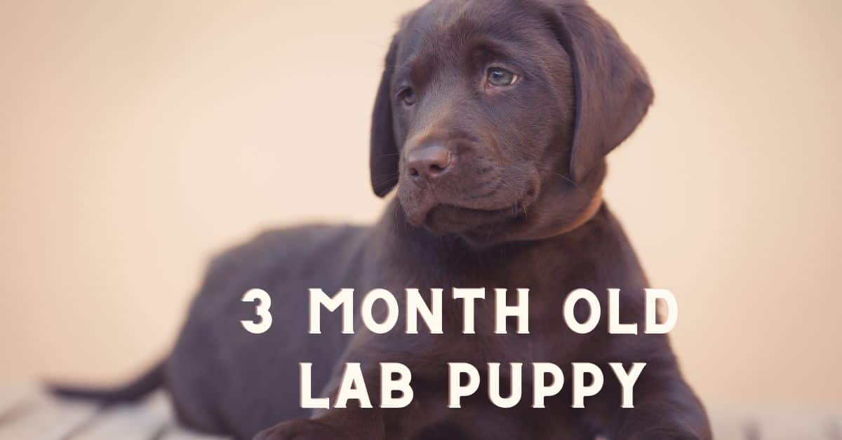 3 Month Old Lab Puppy Training And Handling Tips