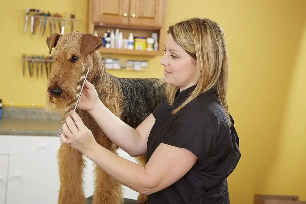 brush for golden retriever