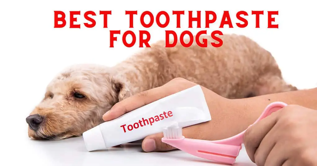 Best Toothpaste For Dogs