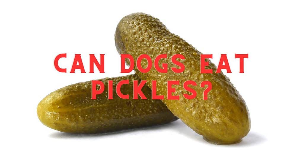 Can dogs eat pickles