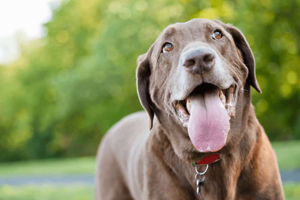 black labs with white chest