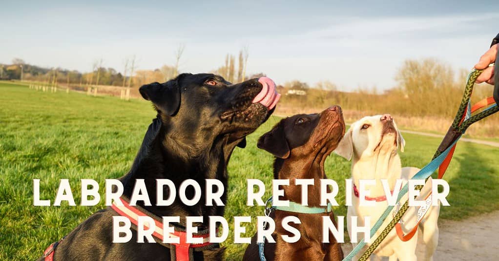 Labrador Retriever Breeders NH