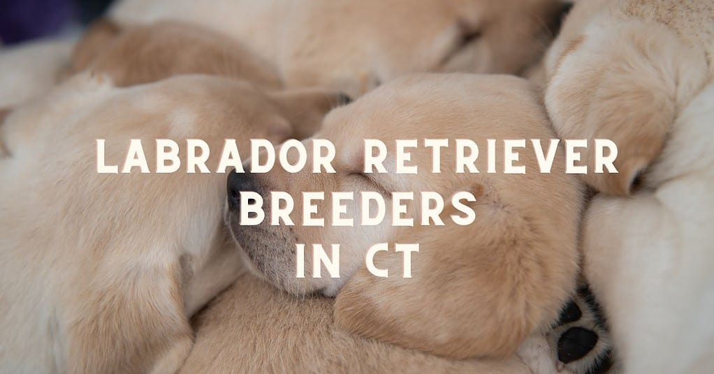Labrador Retriever Breeders in CT