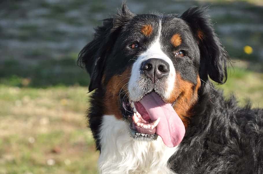 labernese 