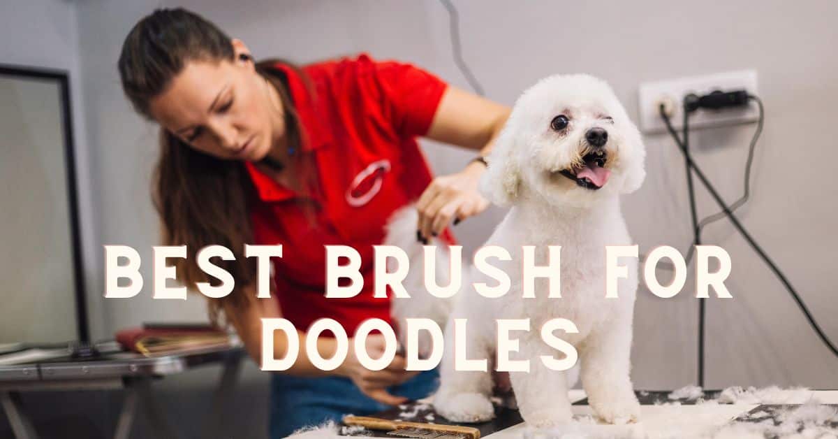 Best Brush For Doodles & Goldendoodles Top 6