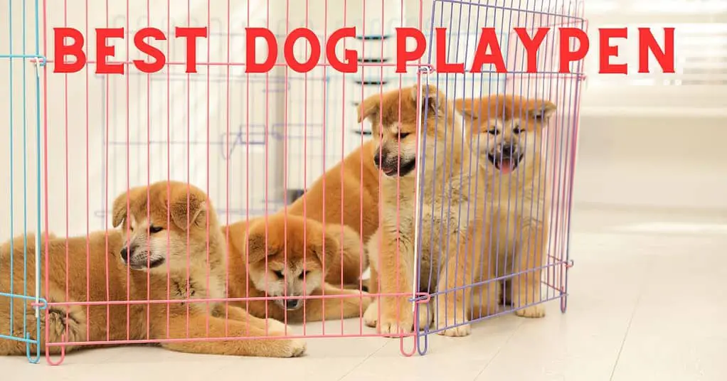 best dog playpen