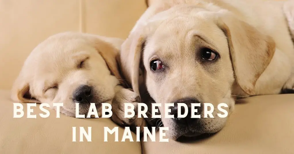 best lab breeders in maine