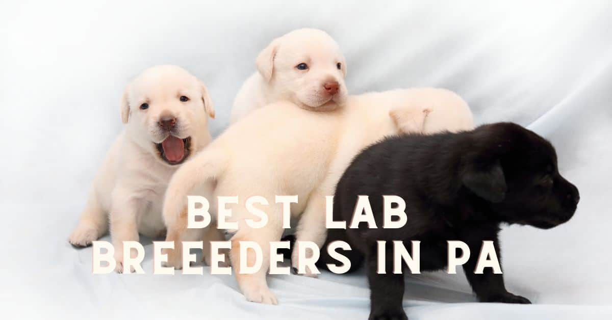 20 Best Labrador Breeders In Pennsylvania In 2023 (Trusted)