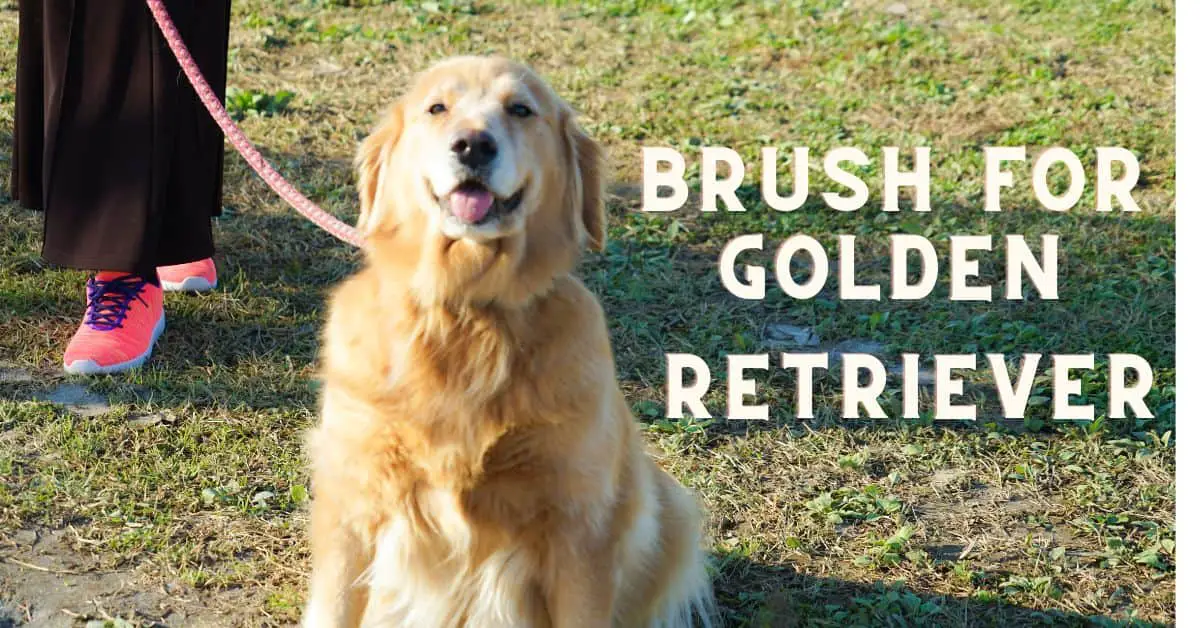 Best Brush For Golden Retriever 9 Trusted Picks