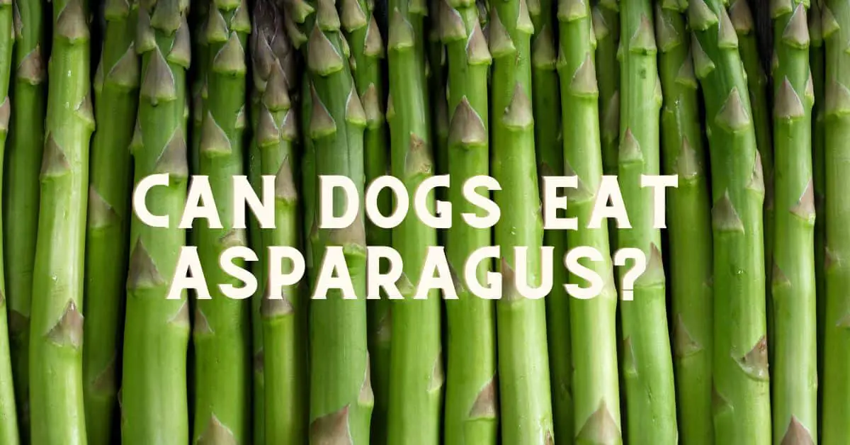 Can Dogs Eat Asparagus? Feeding And Safety Tips